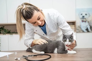 vet checking cat pet