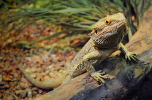 pet bearded dragon in habitat