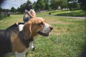 beagale at dog park in northern virginia