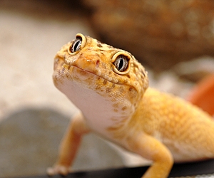 leopard gecko reptile