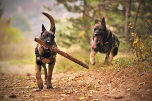 Dog socializing and playing