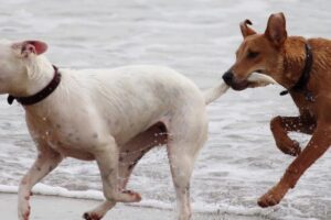 dog socializing on beach