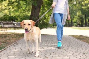 dog walker hold yellow lab pulling on leash